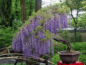 翻盆，修剪不嫩少