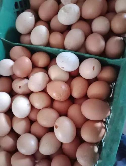 蛋鸡喂什么饲料能提高产蛋量，以及蛋鸡大约在什么时间开始产蛋？