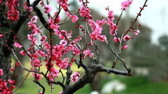 闺蜜小妍的梅苗逆袭记