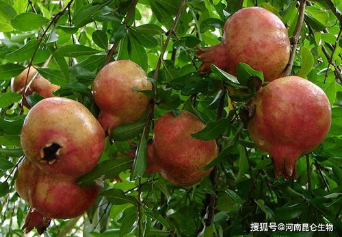 红枫的口味偏好