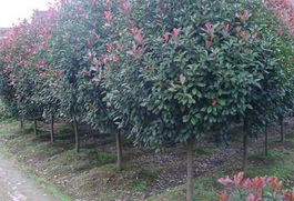 红叶石楠的种植与品种