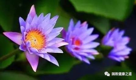 澳门市花是莲花，你知道它为何被选为市花吗