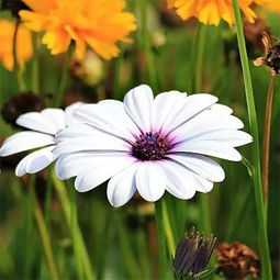 这几种植物， 你一定得试试