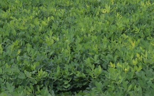 50乙草胺花生亩用量探秘