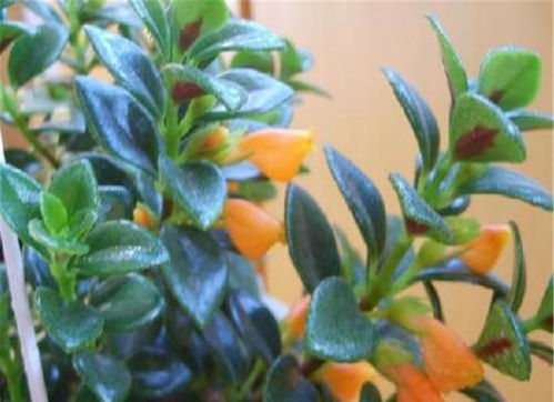 春季养殖技巧：金鱼吊兰的养护全攻略！