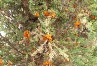 冬孢子如何成为病原