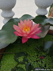 睡莲与碗莲的选择