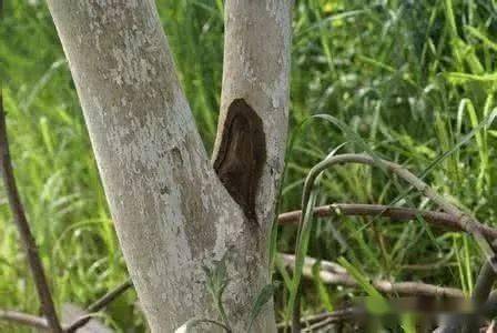 树干包裹， 保温防冻