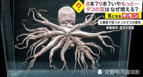 唐山出口韩国冷冻章鱼量价齐增，揭示中韩贸易新趋势