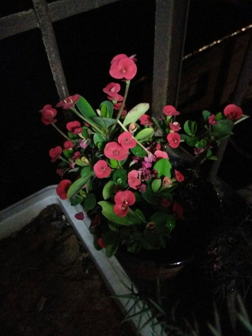 灯笼花喜阴还是喜阳？如何进行种植和养护