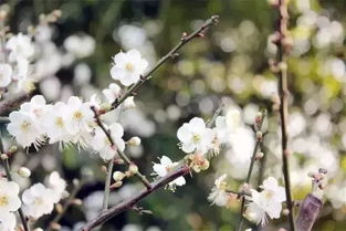 广州梅花何处寻？