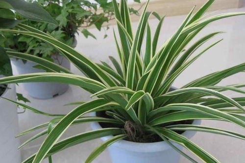 吊兰净化空气，养植易，家居绿植首选