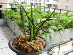水培兰花，轻松养护