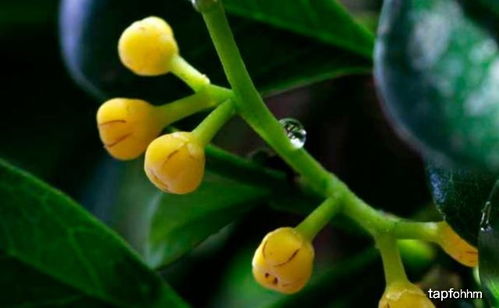 米兰落叶不发芽的防治措施