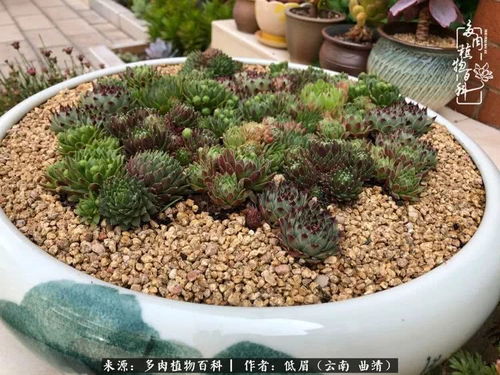 同事的绝招， 多肉的微型温室