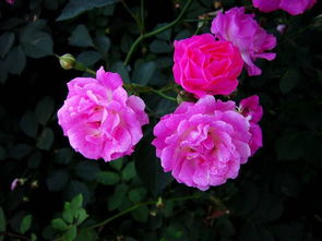 自主知识产权的月季品种， 正在申报中