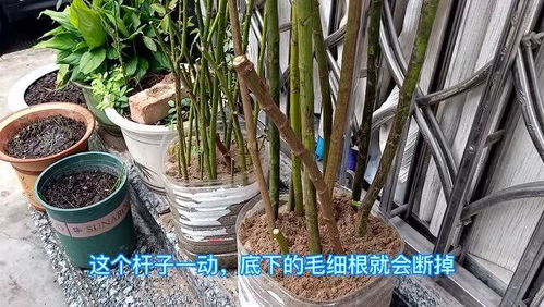 夏天木香杆子如何扦插？成功率高的秘诀是什么