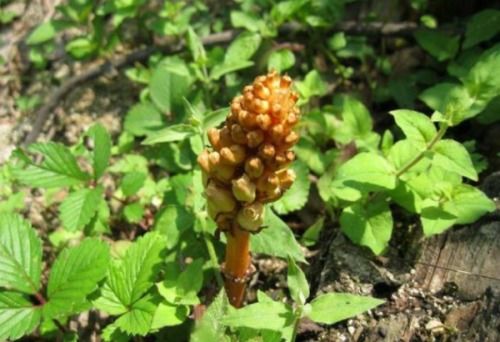 五针松发芽的秘密，你懂多少？