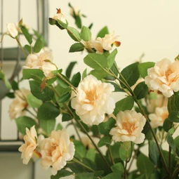 白色跑者月季的详细介绍