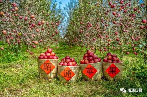 直播间里的月季花园