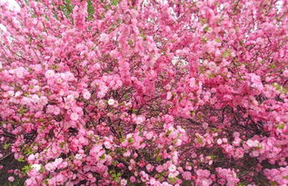 北方地区的榆叶梅