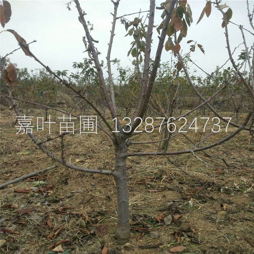 夏季树木移栽的烦恼及应对策略