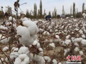 杂交棉花品种种植方式需改进，以适应现代农业发展需求