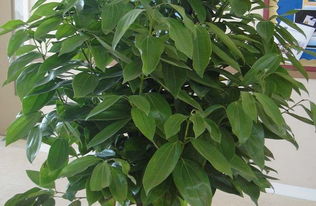 平安树价格揭秘：一盆多少钱？大棵还是小苗梗划算？