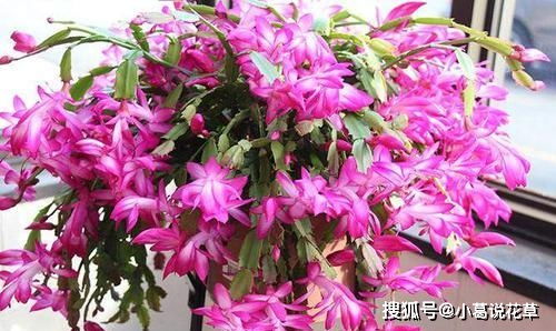 春季花开，美不胜收