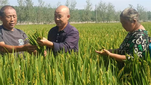 水稻田除草剂， 辽宁厂家助力丰收