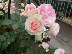 月季病虫害防治，你真的懂吗？