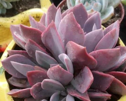 多肉植物被虫子咬了怎么办？有哪些有效的方法可以彻底处理多肉植物的虫害