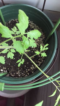 椰子树何时开花？开花结果需要多长时间