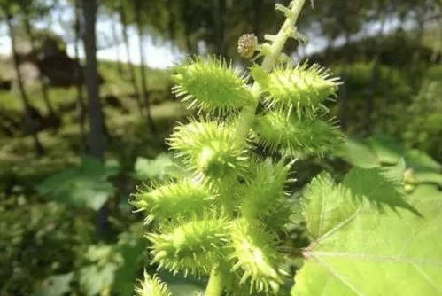 种植高手，亩产惊人