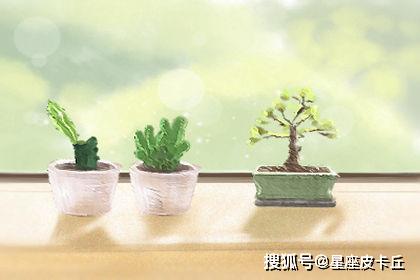 笑迎风雪的梅花