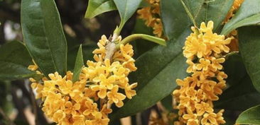 北方种植桂花树，春季还是秋季最适合