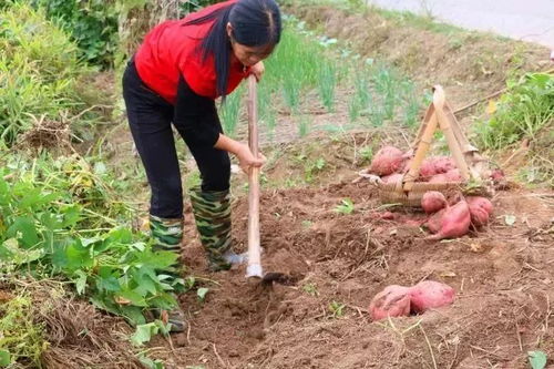 高效栽培：如何将挖回的老树桩成功植入，必备工具一览