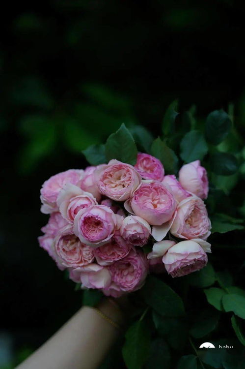 惯与弗洛斯河上的磨坊月季品种的小秘密