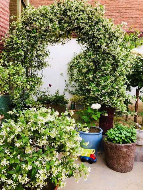 浇水，不嫩太勤