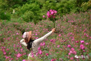 浪漫之花（玫瑰花）的芳香