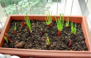 紫色花卉的美丽传说