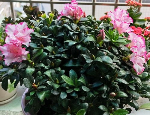 白醋浇杜鹃花，需了解杜鹃花特性及白醋作用