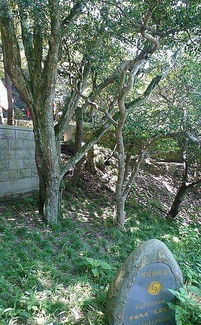 一、30造型罗汉松，究竟藏在哪里？