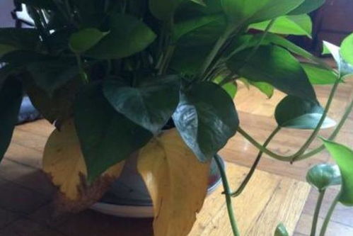 “绿植枯萎之谜：探究花卉落叶黄叶原因”