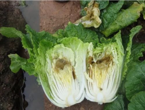 白菜成熟时间受季节影响，春、夏、秋、冬各有不同