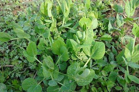 豌豆苗菜种植，一种简单易学的蔬菜种植方法
