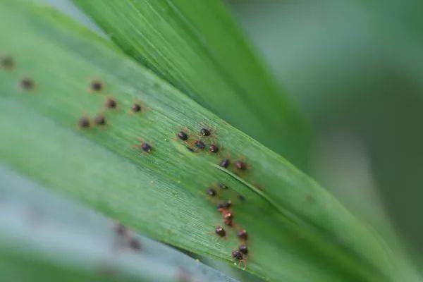 百分之七十吡虫啉在农业防治病虫害中具体应用效果如何？