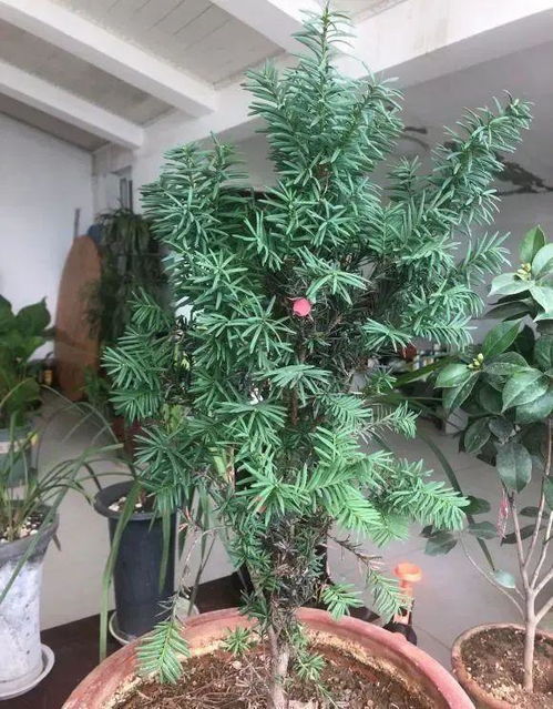 红豆杉怎么养才能长得好？需要注意哪些养殖方法和细节