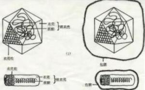 核型多角体病毒：神奇的生物武器