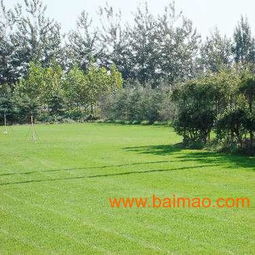 冷季型草坪， 与暖季型共舞